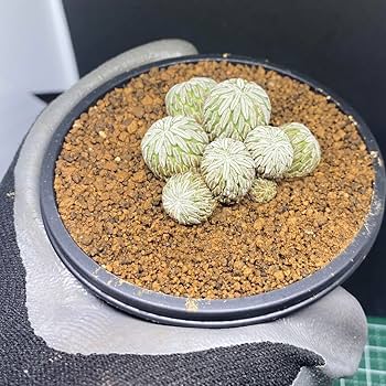 Amazon.co.jp: ペレキフォラ 精巧丸 群生株 サボテン レア種